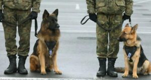 Owczarek szczekał na żeliwny właz na środku ulicy – przechodnie zamarli, gdy zobaczyli, co kryje się w środku