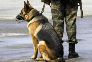 Owczarek szczekał na żeliwny właz na środku ulicy – przechodnie zamarli, gdy zobaczyli, co kryje się w środku