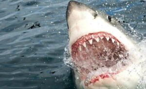 Rybacy odkryli ogromnego rekina pośrodku oceanu i byli pewni, że zamierza zaatakować — ale to, co znajdowało się w jego paszczy, przeraziło wszystkich…
