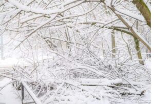 Bezdzietna para rolników pewnej zimowej nocy odkryła w śniegu troje porzuconych noworodków — a dwadzieścia jeden lat później młoda kobieta, twierdząca, że jest ich matką, ujawniła prawdę, której wieś nigdy by się nie spodziewała