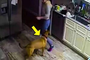 Żona skarżyła się, że ich pies ciągle ją atakuje bez powodu. Mąż jej nie uwierzył i postanowił zainstalować kamerę, aby monitorować żonę i psa, ale to, co zobaczył na ekranie, go zszokowało...