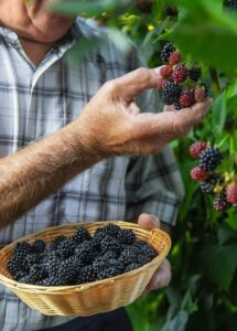 Tego dnia sprzedawałam jagody dla moich wnuków, kiedy obok mnie zatrzymał się luksusowy samochód. Zamiast coś kupić, kierowca rozsypał cały mój towar i zażądał, żebym natychmiast zniknęła z ulicy. To, co wydarzyło się później, do dziś wydaje mi się czymś nierealnym.