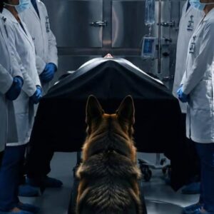 Czas zgonu młodego oficera został już ogłoszony na oddziale szpitalnym, gdy nagle jego pies służbowy wskoczył na łóżko i wtedy wydarzyło się coś, co zamarło w kompletnym szoku... 😱