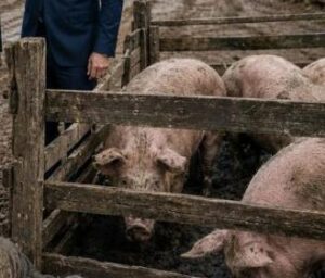 Milioner wrócił po 20 latach i zastał swojego ojca śpiącego wśród świń. Nie mógł w to uwierzyć. Jego ojciec nigdy nie był w takiej sytuacji; to nie był on. Ale kiedy prawda wyszła na jaw i zidentyfikowano prawdziwego winowajcę, był w głębokim szoku.